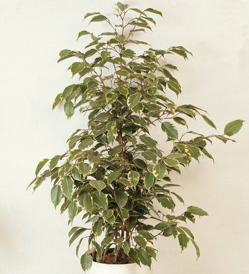 Birkenfeige Ficus benj.'Gold-King' P18/70
