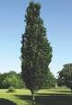 Kugel-Sumpf- Eiche Quercus Palustr.'Green pillar' Säulenbaum 300 cm +