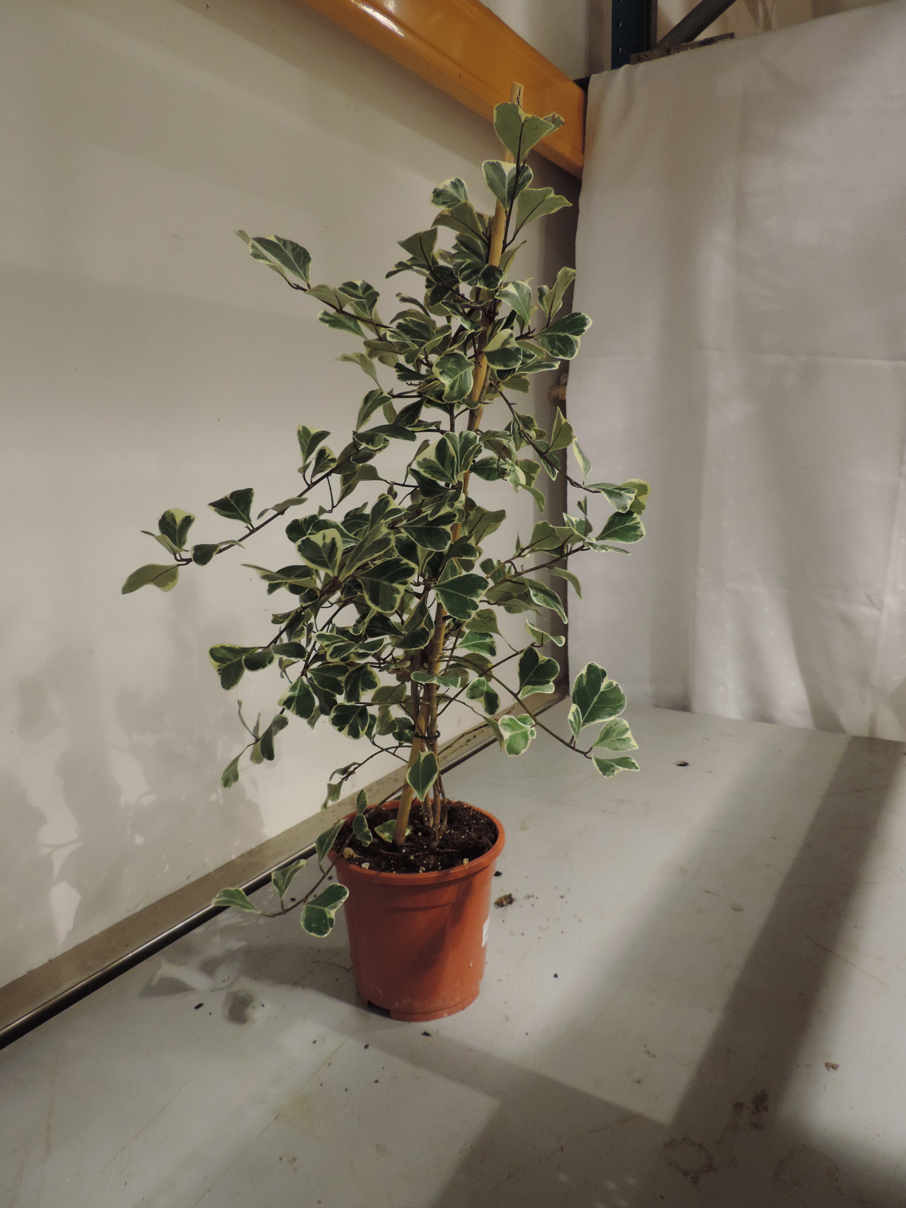 Banyanfeige Ficus benghalensis 80cm
