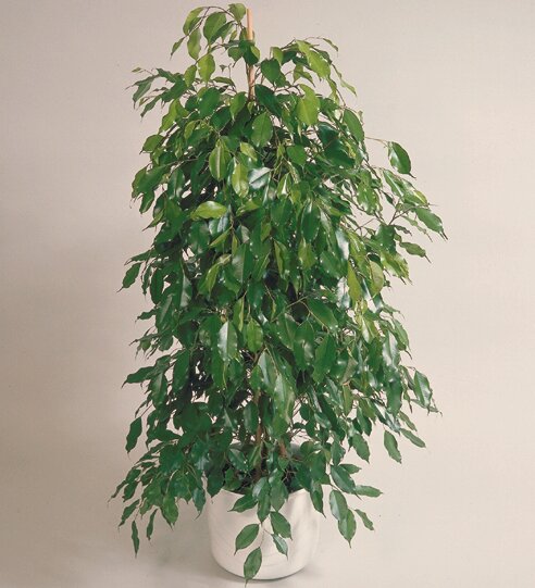 Birkenfeige Ficus benjamina P32/200