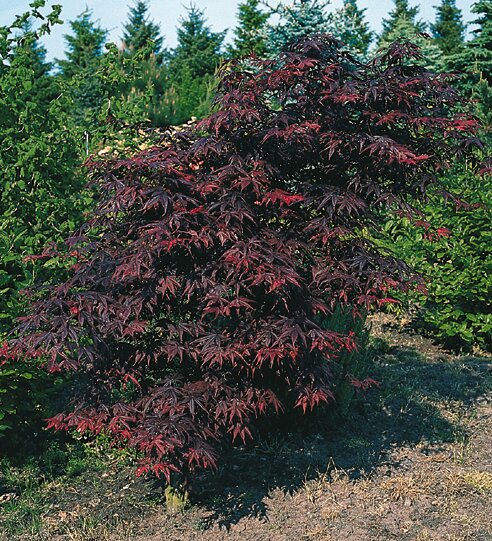 Roter Fächerahorn Acer palmatum 'Bloodgood' 80-100