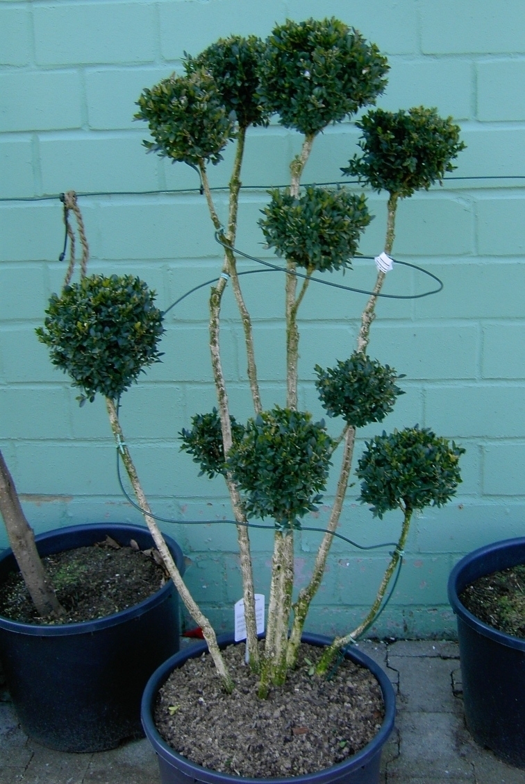 Abbildung Ähnlich Buxus semp. Bonsai  70-100 jungw